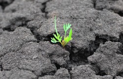 Concept of a life and purpose. Lonely green sprout breaks through the dry earth. Ecology and environment background. 