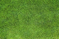 Perfectly trimmed green grass lawn texture, background, top view.