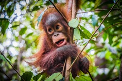 An baby orangutan hangs in a tree in Borneo