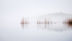 Reeds waving in the wind on a misty morning at Lake Littoinen, Kaarina, Finland.