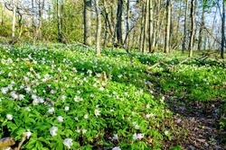 Springtime is the moment for wild wood anemones (windflower, thimbleweed, smell fox). Turku, Finland.