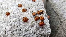 A cluster of ladybugs on the sea pier of the Baltic Sea.
