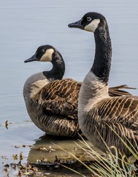 Two Canadian geese