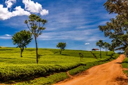 Scene of extensive plantation on tea estate, beside dirt road, Nandi Hills, West Kenya highlands. Bushes are well manicured. Trees have been planted to provide shade and windbreak. Camellia sinensis.