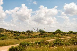 Samburu landscape viewed through swarm of invasive, destructive Desert Locusts. This flying pest is difficult to control and spreads quickly, up to 150km (90 miles) per day. Schistocerca gregaria
