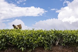 Low tea bushes growing in red soil, on plantation in Nandi Hills, Kenya. Leaves different shades of green. African woman hand picking or harvesting tea leaves. Sunny day. Blue sky. White clouds.
