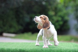 A cute tri-color beagle stand on the green grass and looking away to left side. It running in the garden which has tree as a background. It has copy space for text and advertisement.