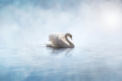 Swan in the morning  mist and sunlight with reflections on calm water in a lake