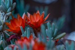 Echinopsis chamaecereus, red cactus flower