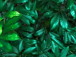 tropical leaves texture, dark green foliage, nature background,green tone, Closeup nature view of green leaf with copy space using as background natural green plants,ecology, fresh wallpaper concept