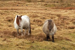 Welsh mountain pony on Brecon Beacons in Wales. The Welsh Pony and Cob is a group of four closely-related horse breeds including both pony and cob types, which originated in Wales - UK