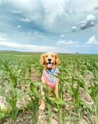 Happy and Pretty Golden Retriever Dog, Puppy outside in the corn