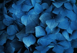 Trend color 2020 classic blue, top view, layout for design.Hydrangea  flower in trendy blue color. Trendy color concept of the year, classic blue background. 