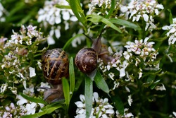 Wet garden snail with shell in rain