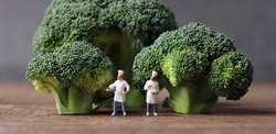 Fresh broccoli and miniature chefs. Fresh greens and miniature people with business concept.