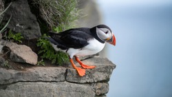 Portrait of an Atlantic puffin. Sea bird standing on a cliff in nature on the Latrabjarg cliffs in West Fjords, Iceland. Home to millions of puffins.
