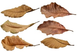Set of various brown dry leaves isolated on white background. Colorful of autumn season