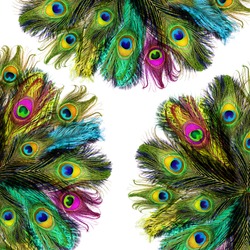 Peacock feathers on white background.