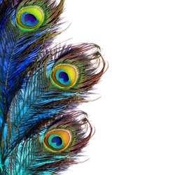 Bright peacock feather. 