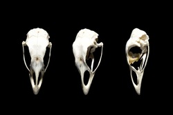 Bird skulls in different angles. Seabird. Isolated on black.