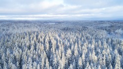aerial view of beautiful winter forest