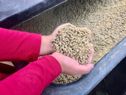 A view of kid hand holding the animal feed from black feed container