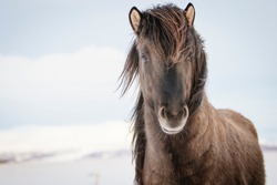 Brown Icelandic horse in the snow, Iceland