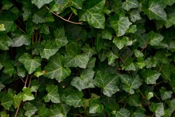 A wall of common ivy. Usuable as a background or texture. Also known as european ivy, english ivy or ivy. (Hedera helix)