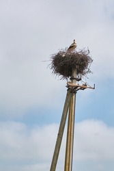 A stork bird in a large nest, entwined on an electric pole. Wild birds near residential settlements.