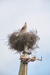 A stork bird in a large nest, entwined on an electric pole. Wild birds near residential settlements.