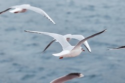 A lot of seagull birds soar against the background of the sea or ocean.