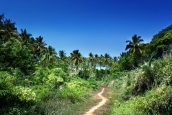 way to beach in jungle, Phi-Phi island, Thailand