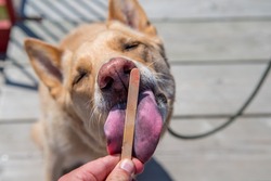 Close up portrait of cute dog with expressive happy face enjoying ice cream on sunny day outdoors