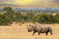 Black rhino male, Diceros bicornis, Ol Pejeta Conservancy, Kenya, East Africa  