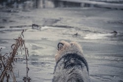 Fluffy dog standing on ice. Cute Alaskan Malamute puppy and wintry landscape. Frozen water in January. Selective focus on the details, blurred background.
