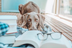 Weimaraner dog breed, young weimaraner looking at camera with glasses and books to read