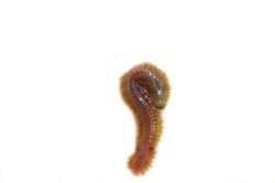 Close-up image of sea worm Nereis(Polychaete) (Perinereis sp.) ,also named sand worm or clam worm,on a white background.