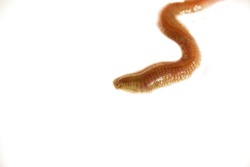 Close-up image of sea worm Nereis(Polychaete) (Perinereis sp.) ,also named sand worm or clam worm,on a white background.