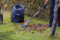 View of person using rake to gather fallen leaves on autumn day in garden, placing them into plastic bag. Sweden.