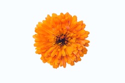 Calendula. Flower on a white background. Orange flower. Isolated