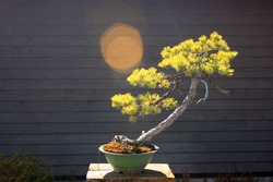 bonsai tree and sun reflex