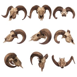 photo collection of sheep skulls in various positions