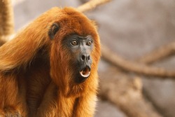Close-up of a Southern Brown Howler (Alouatta guariba clamitans) - Bugio ruivo, a red fur monkey native to southeastern Brazil and northeast Argentina, suceptible to the yellow fever disease