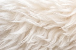 White soft wool texture background, cotton wool, light natural sheep wool, close-up texture of white fluffy fur,  wool with beige tone, fur with a delicate peach tint