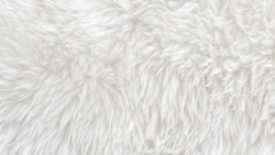White wool with white top texture background, light natural sheep wool, white seamless cotton, texture of fluffy fur for designers, close-up fragment white wool carpet