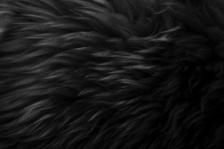 Black fluffy wool texture, dark natural wool background, fur texture close-up for designers, light long fur animal