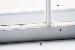 Flies on window inside building are pests; Few nuisance flies indoors on windowsill