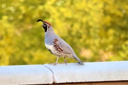 Gambels quail standing on a fence