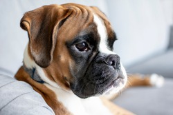 Adorable young purebred boxer puppy dog portrait with innocent eyes looking confused but alert