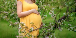 Pregnant women's belly close up, surronded with flowering  brunches of apple trees